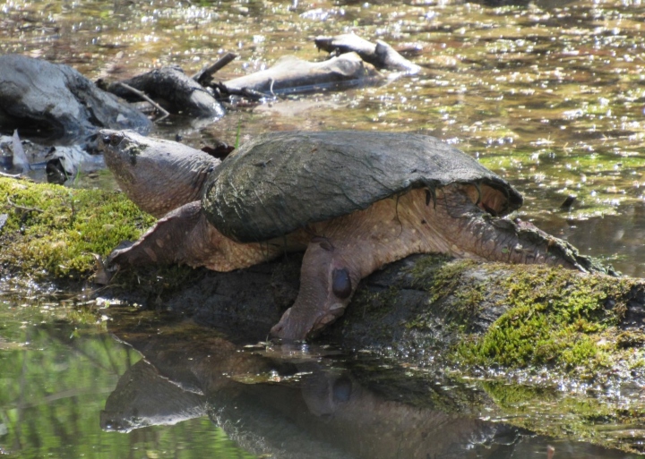 Common Snapping Turtle